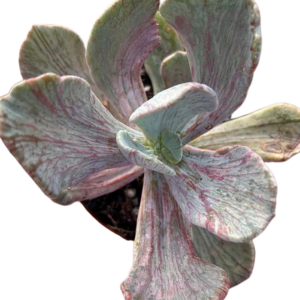 Pachyveria Jocelyn's Joy Variegada