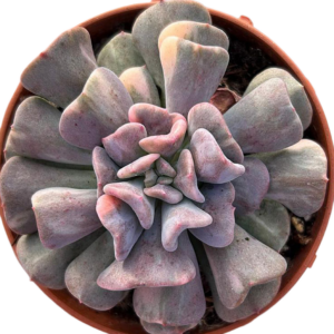 Echeveria Cubic Frost Variegada (I)
