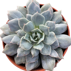 Echeveria Van Breen