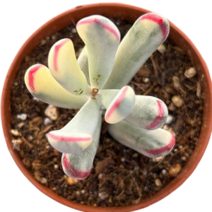 Cotyledon Orbiculata Dinteri Variegado