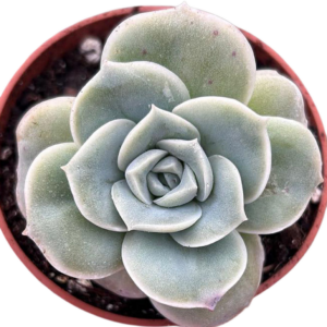Graptoveria Lovely Rose