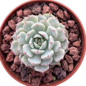 Echeveria Sugar Princess
