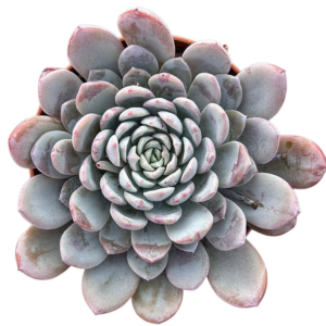 Echeveria Lapi