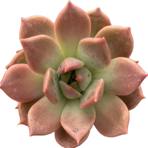 Echeveria Penelope