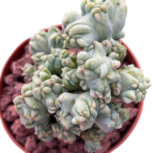 Myrtillocactus Geometrizans Crestado