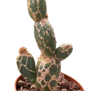 Opuntia Reticulata Cobra