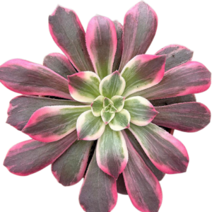 Aeonium Pink Fairy