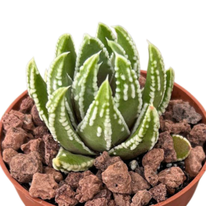 Haworthia Marginata