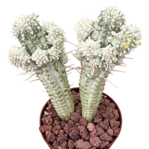 Euphorbia Mammillaris Variegada