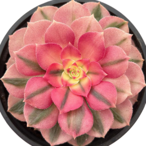 Aeonium Princess