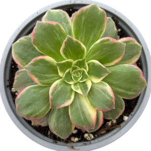 Aeonium Kaleidoscope