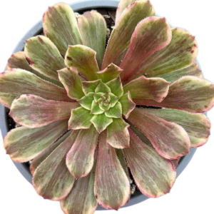 Aeonium Ink Painting