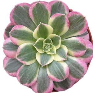 Aeonium Neptune