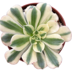 Aeonium Maybach