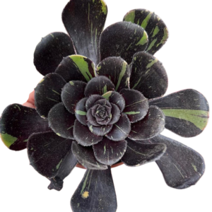 Aeonium Big Bang