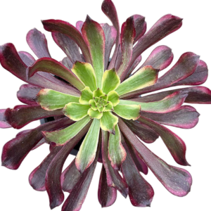 Aeonium Snow Girl