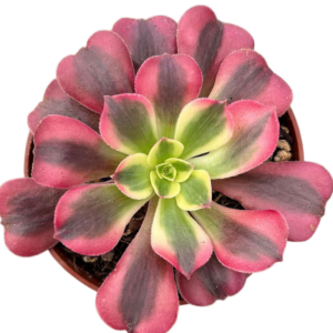 Aeonium Medusa