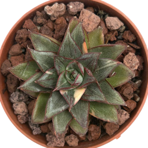Echeveria Monocerotis
