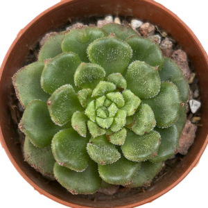 Echeveria Fantasia Carol