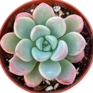 Graptopetalum Sika