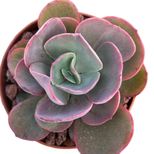 Echeveria Suyon