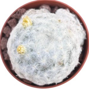 Mammillaria Plumosa