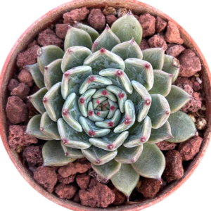 Echeveria Black Cat