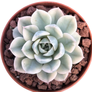 Echeveria Moon Fairy Variegada