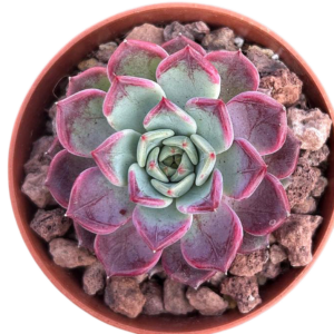 Echeveria Dark Night