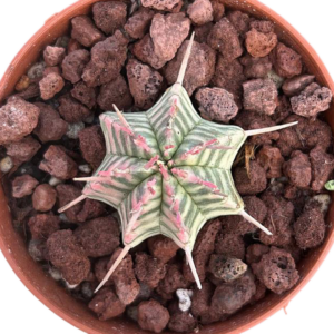 Euphorbia Meloformis Variegada