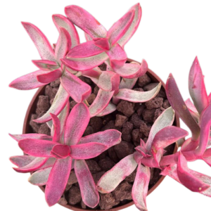 Crassula Candy Cane