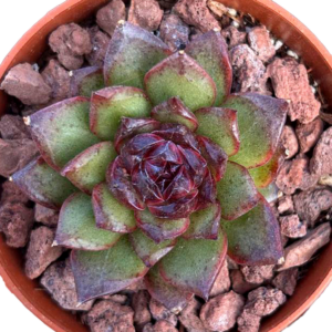 Echeveria Black Bear