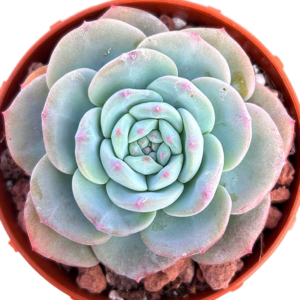 Echeveria Montblanc