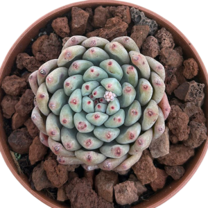 Echeveria Chubby Lips