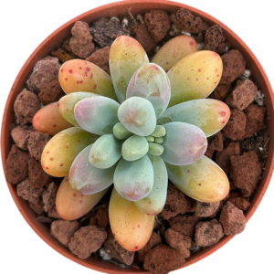 Sedum Patrick Star