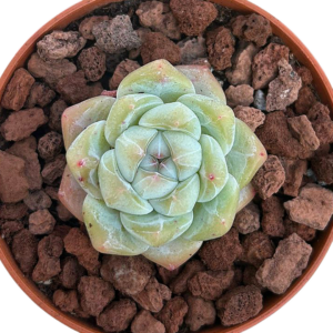Echeveria Snow Tower
