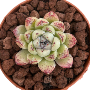 Echeveria Black Sand Beach