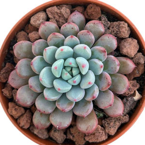 Echeveria Snow Peach