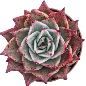 Echeveria Jade Star Variegada