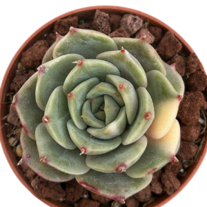 Echeveria Lake Baikal Variegada