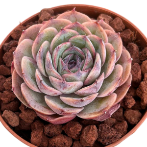 Echeveria Sugar Onslow