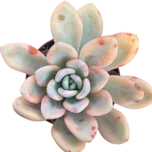 Graptoveria Opalina Variegada