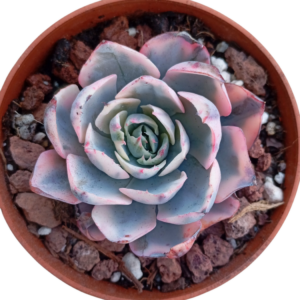 Echeveria Amistar Variegada