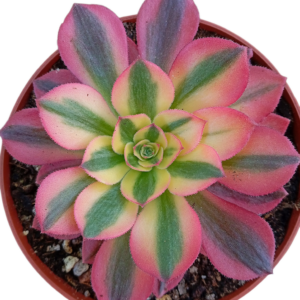 Aeonium Loki