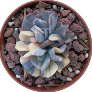 Echeveria Cubic Frost Variegada