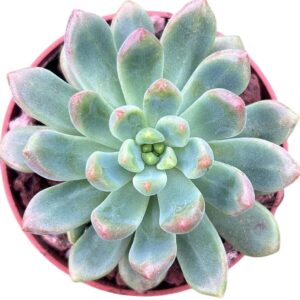 Echeveria Vienna