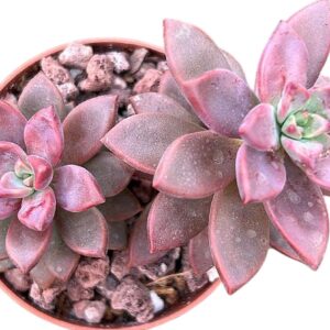 Graptosedum Bronze