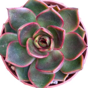 Echeveria Red Light