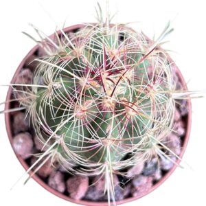 Ferocactus Peninsulae