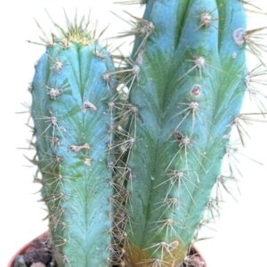 Pilosocereus Pachycladus